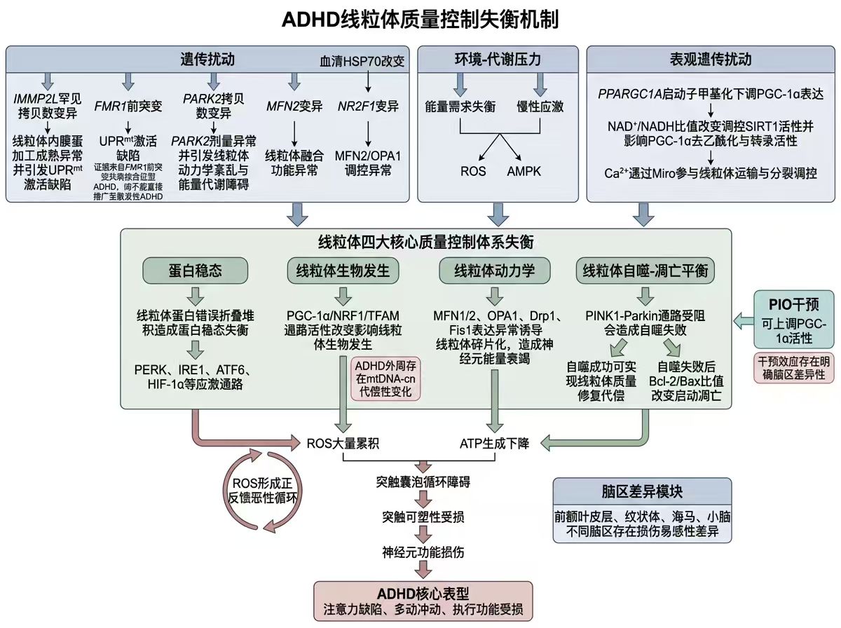 ADHD线粒体机制图